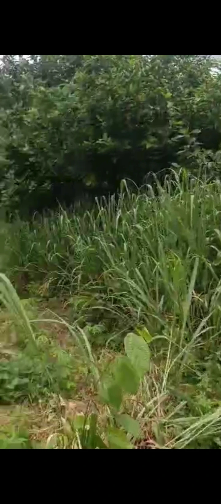 Land for Sale in Situate at Ebo back of primary school, Edo - Image 1