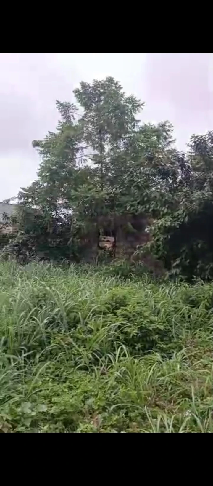 Land for Sale in St Andrew Catholic Church  and can also be access through OPC road, Edo - Image 1