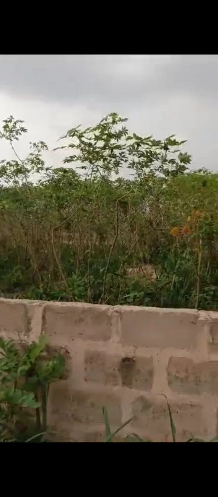 Land for Sale in Benin city, Edo cover picture