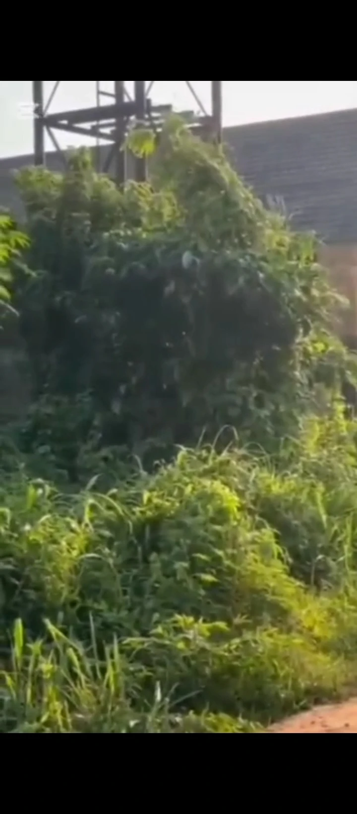 Land for Sale in Arougba, Edo