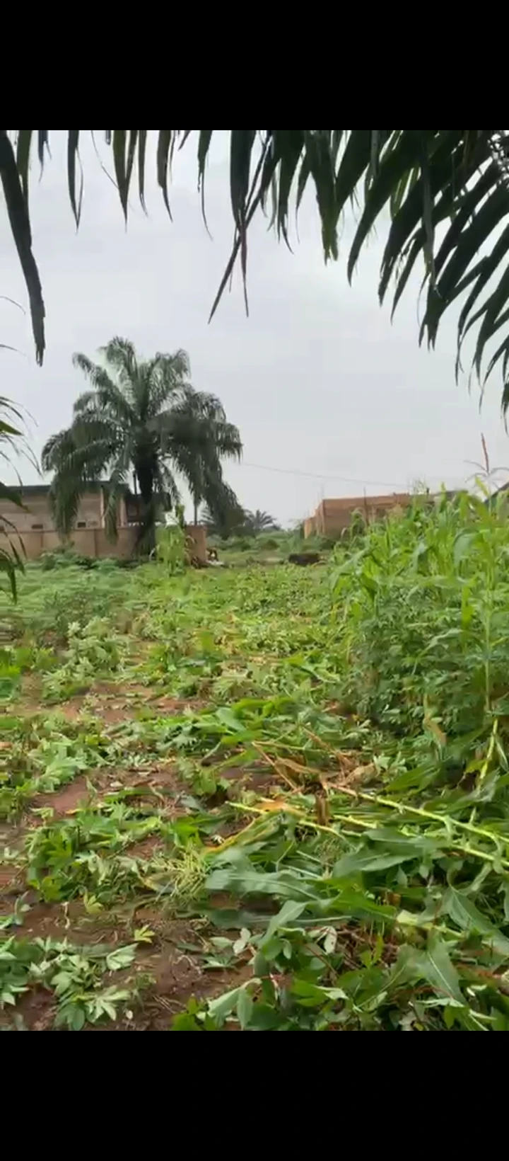 Land for Sale in Obagie off airport road, Edo cover picture
