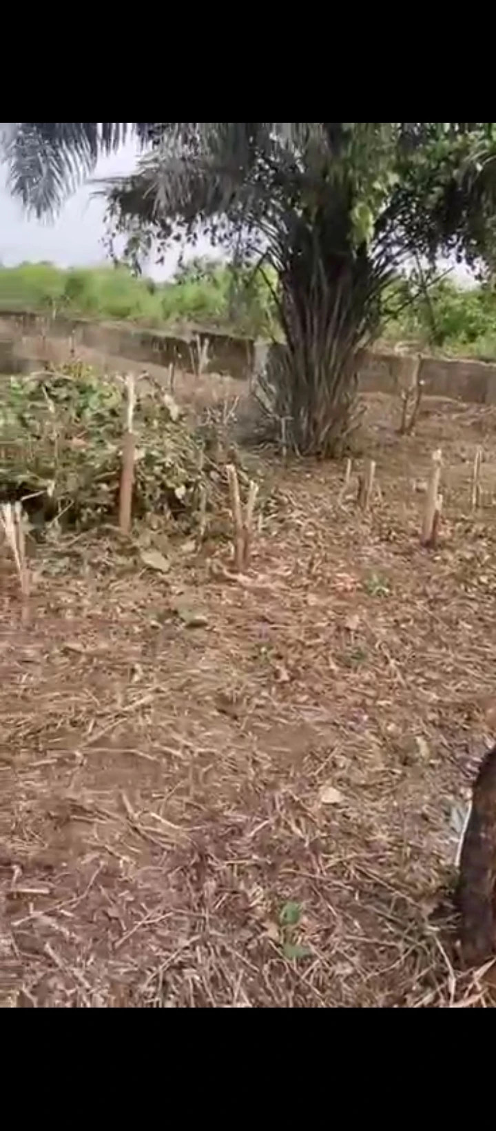 Land for Sale in Evbuovbuke community, off airport road, after Ulemon community., Edo cover picture