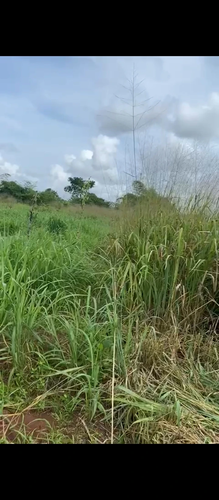 Land for Sale in Eyean community, Edo cover picture