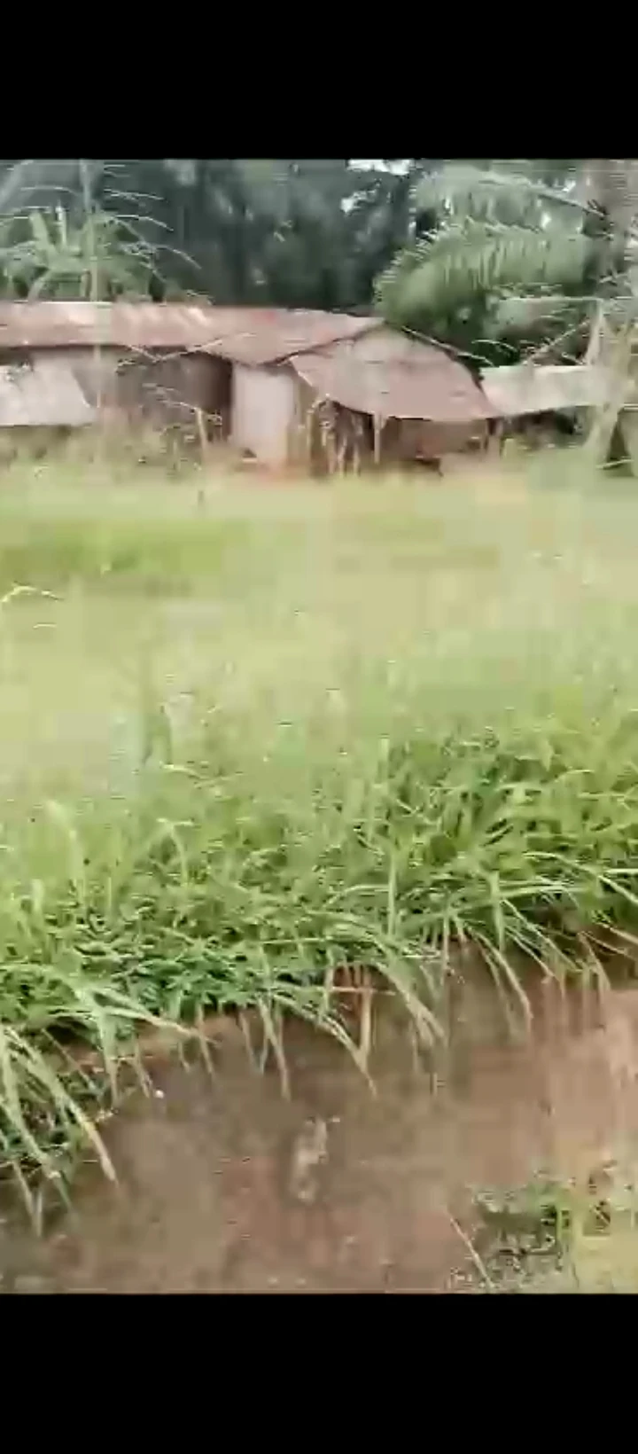 Land for Sale in Ake- ilobi Obabor, Edo cover picture