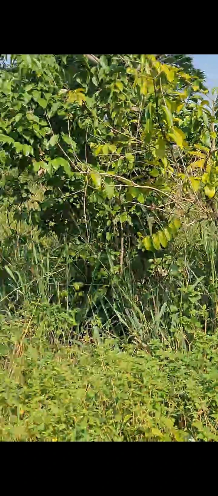 Land for Sale in Iyanomo community along sapele road, Edo cover picture