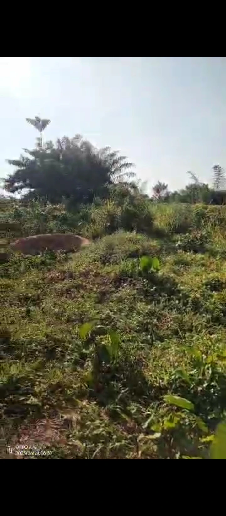 Land for Sale in Obagie Nevbuosa community, Off Oduware Street, 7mins walk to the junction, Edo cover picture