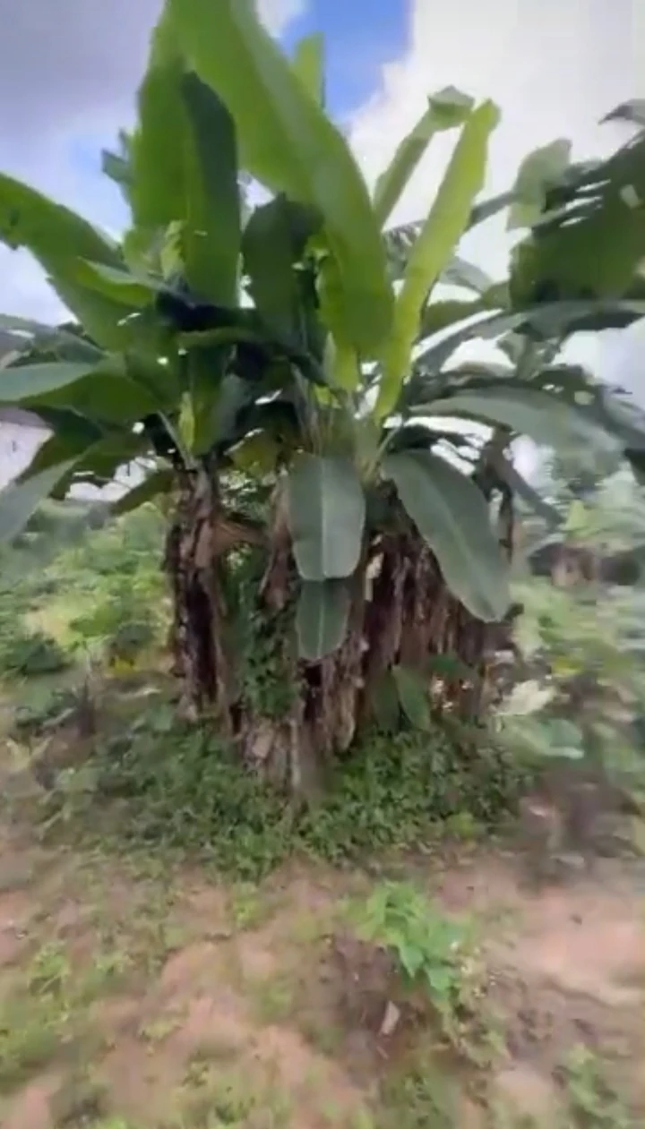 Land for Sale in ENEKA, Rivers - Image 2