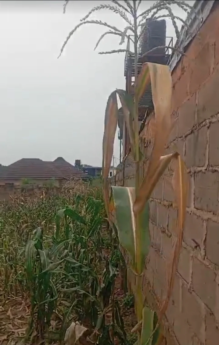 Land for Sale in MAIN VALLEY, Enugu - Image 1