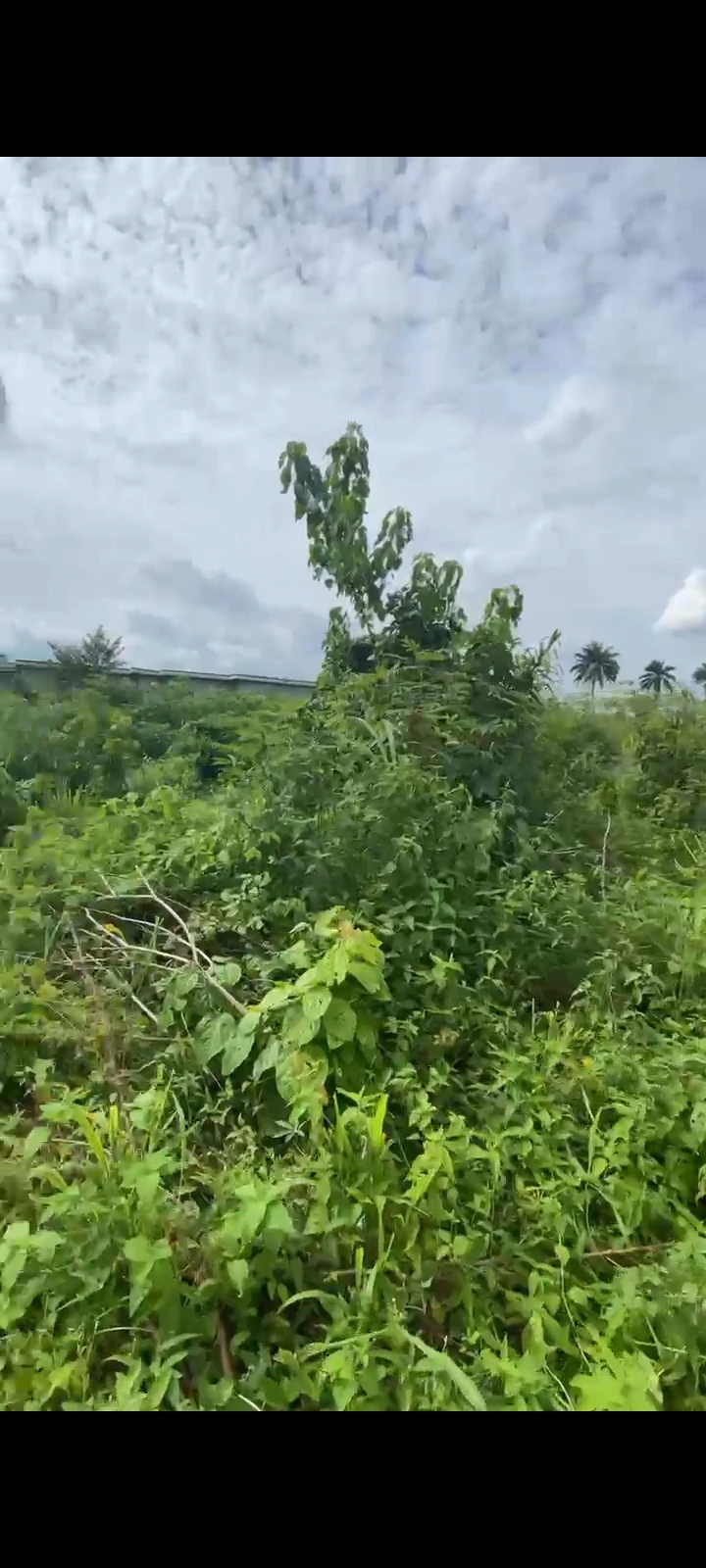 Land for Sale in IGWURUTA, Rivers - Image 1