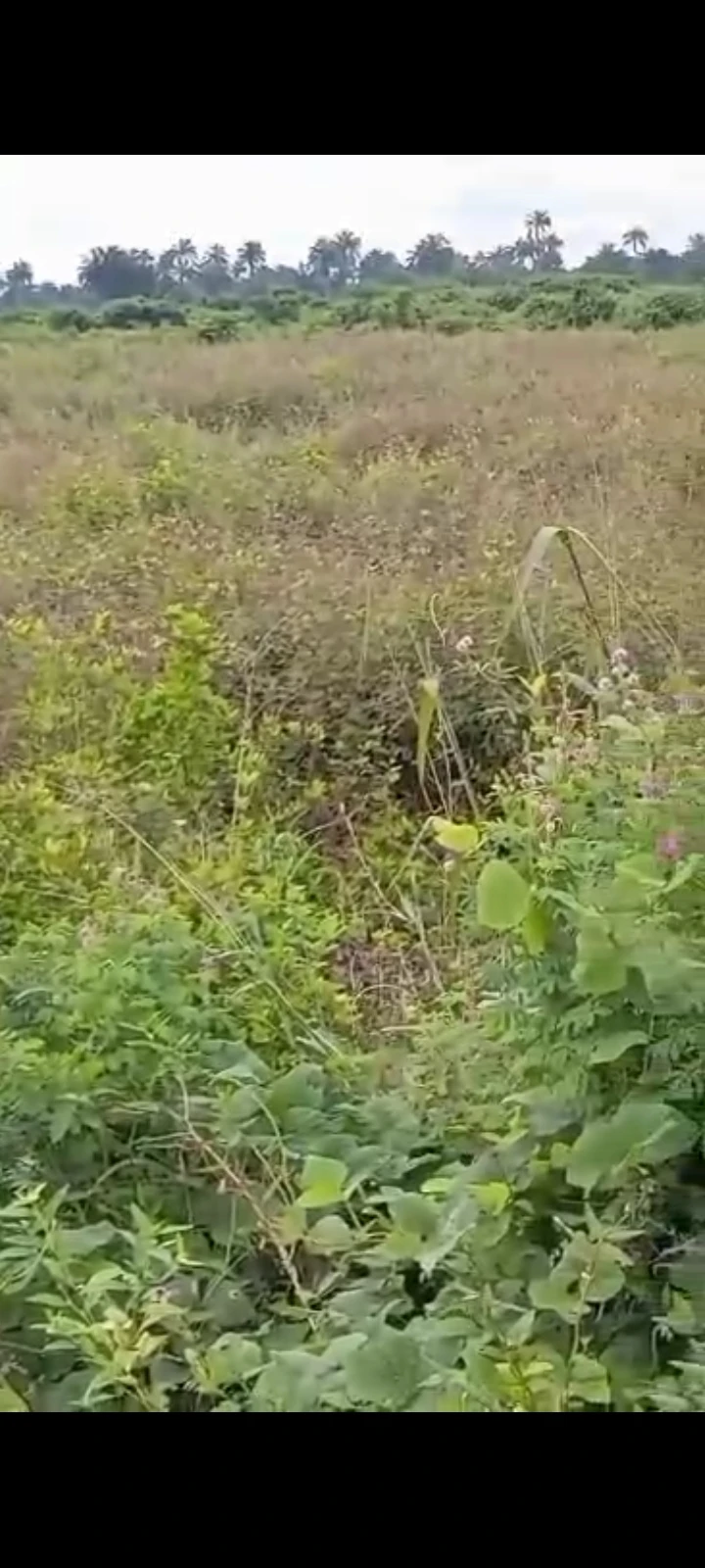 Land for Sale in Igwuruta Rukpokwu, Rivers - Image 1