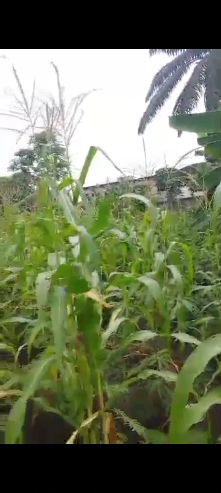Land for Sale in Elimgbu Court Estate, Rivers - Image 1