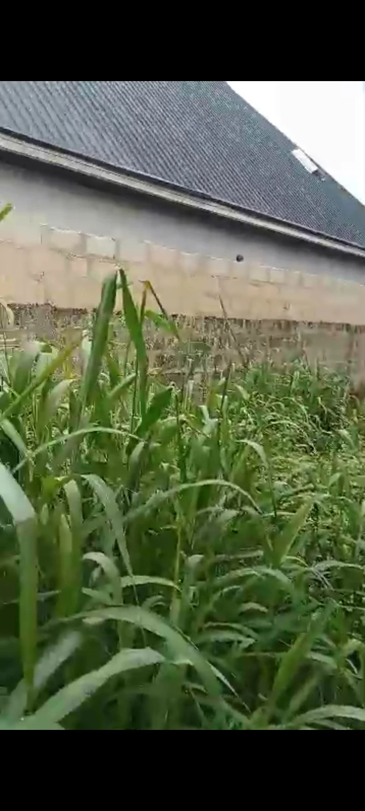 Land for Sale in Elelenwo, Rivers cover picture