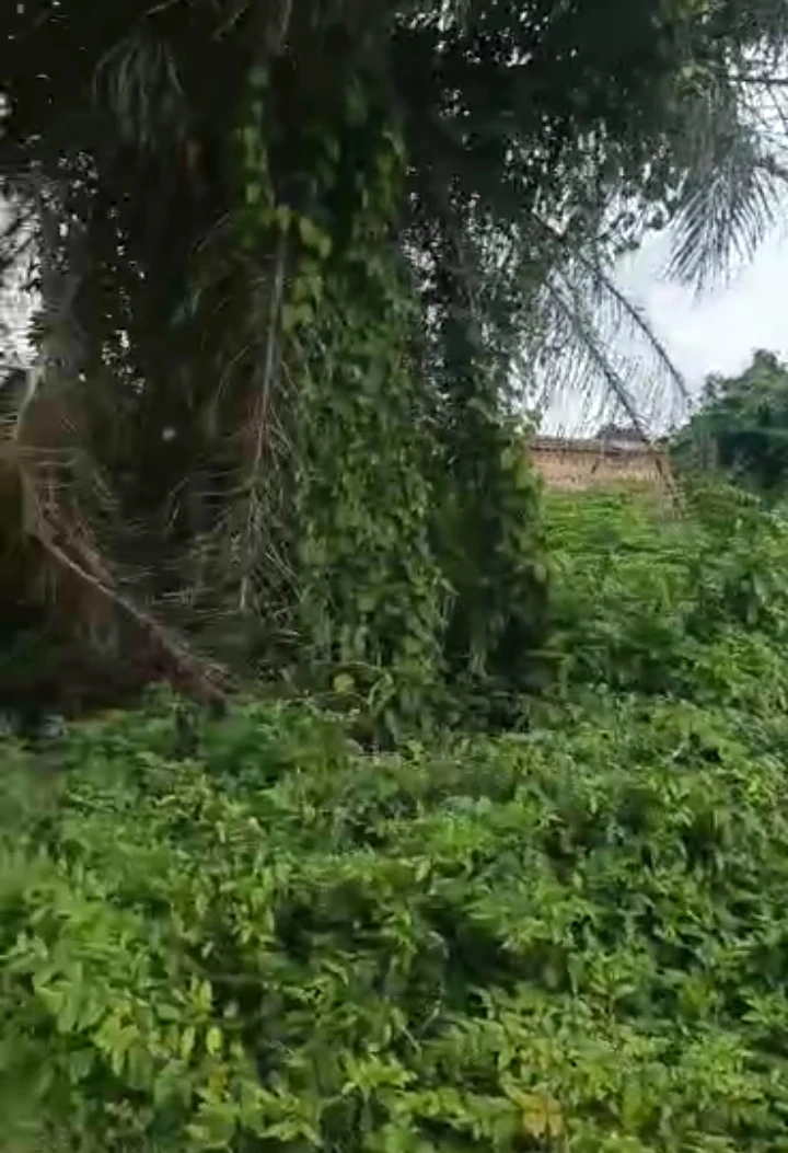 Land for Sale in Ofumengbe Quarters, Edo - Image 1