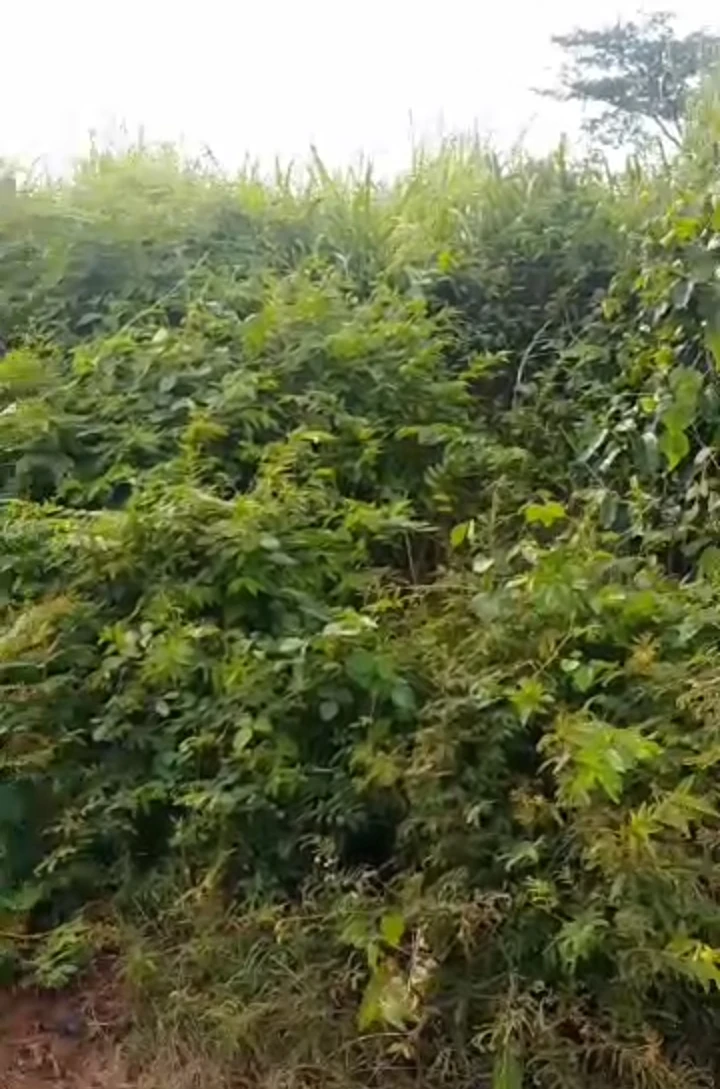 Land for Sale in Ulemo quarters, Edo - Image 1