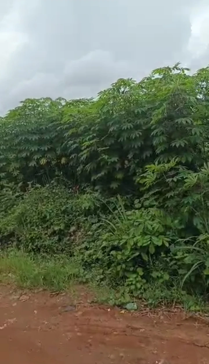 Land for Sale in Arougba - Oguwenyi, Edo - Image 1