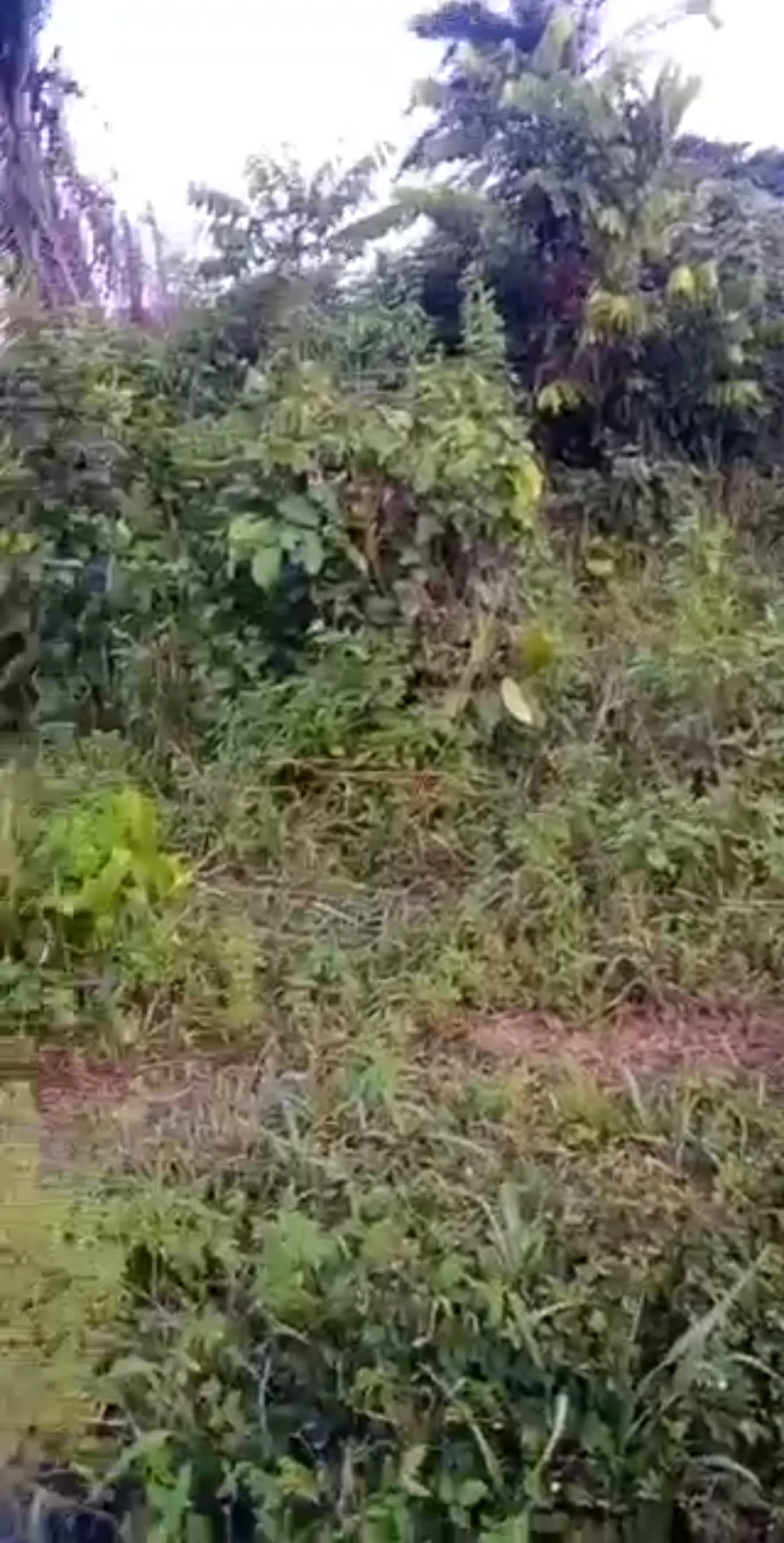 Land for Sale in Iwu community after Ekiadolor benin Lagos road, Edo cover picture