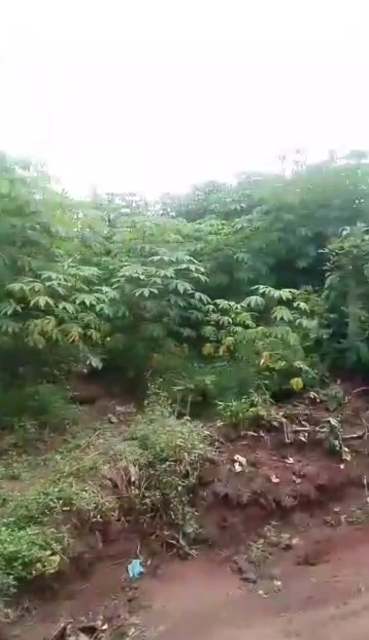 Land for Sale in Arougba community, Edo cover picture