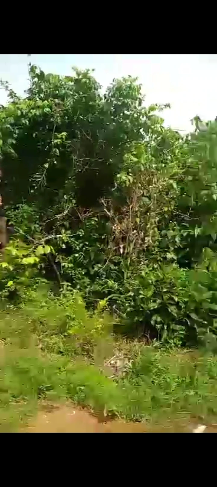 Land for Sale in Arougba community, Edo cover picture