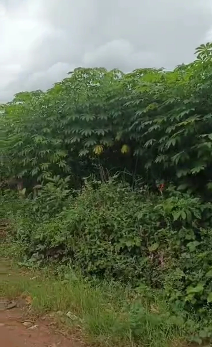 Land for Sale in Arougba, Edo cover picture