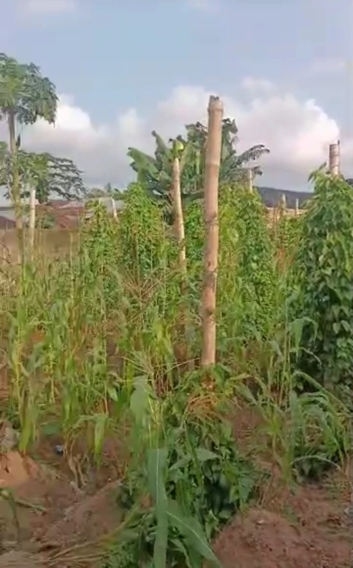 Land for Sale in Irhirhi off airport road, Edo cover picture