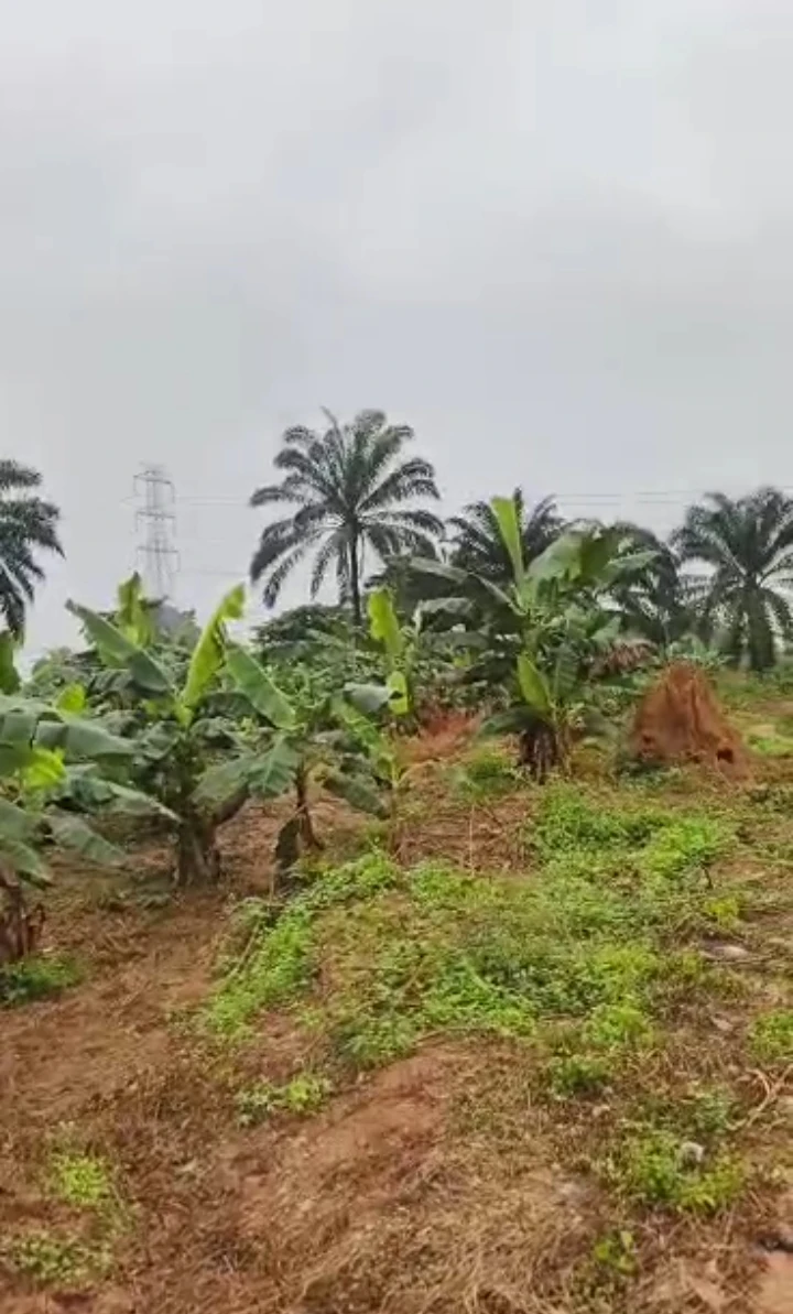 Land for Sale in Cologne communitu, Edo cover picture