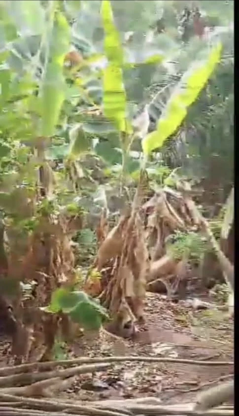 Land for Sale in Iselle Azagba, Delta - Image 1