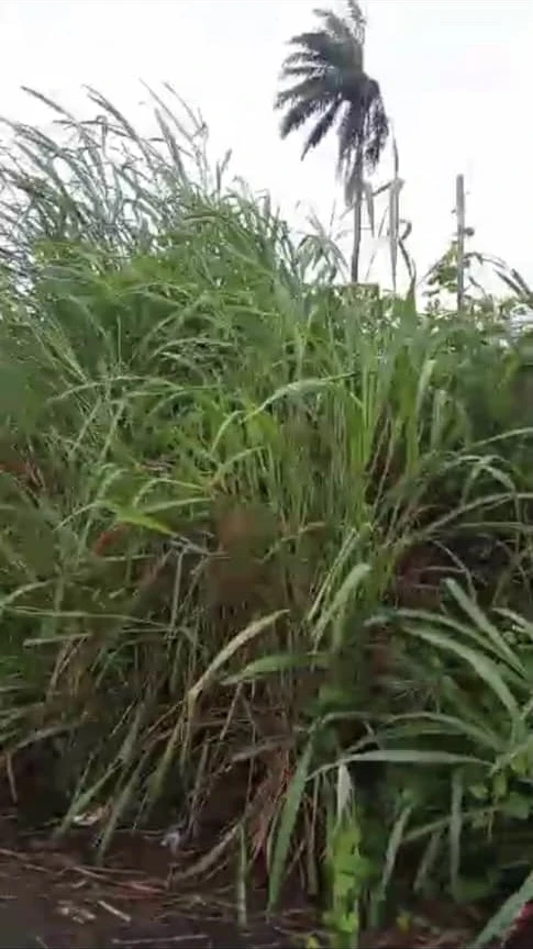 Land for Sale in Asaba, Delta cover picture