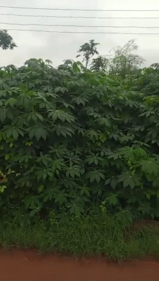 Land for Sale in Asaba, Delta cover picture