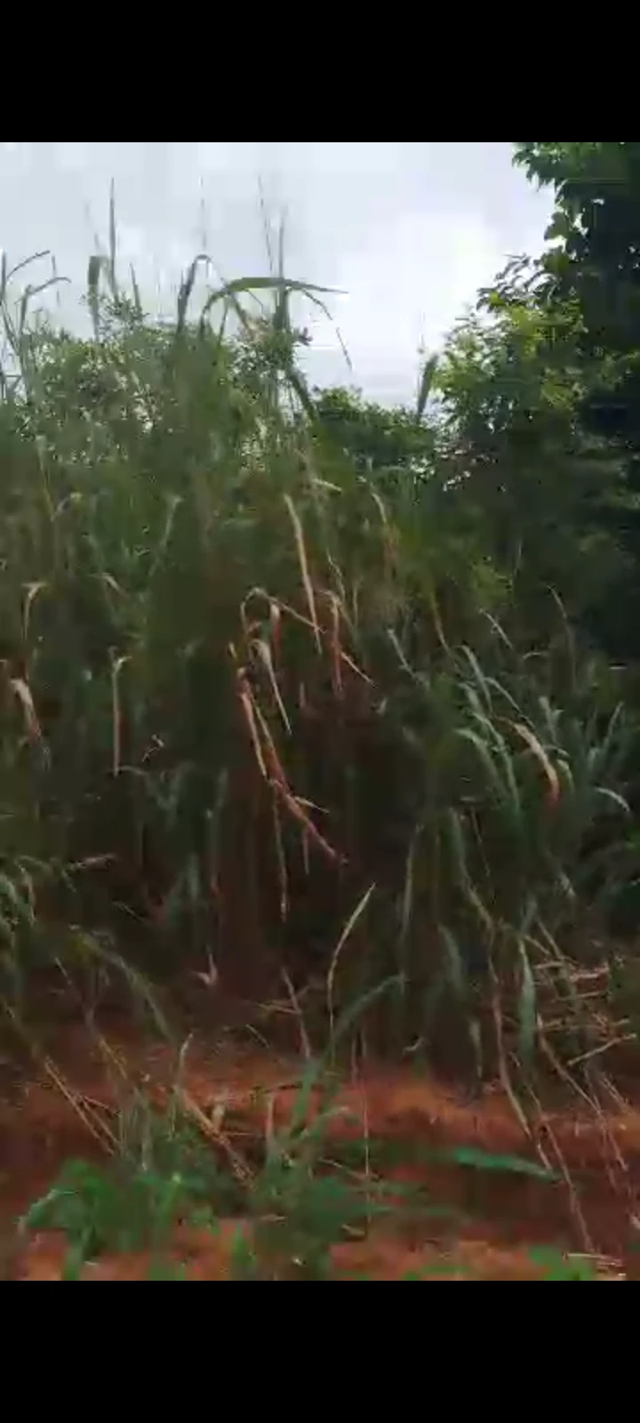 Land for Sale in Asaba, Delta cover picture