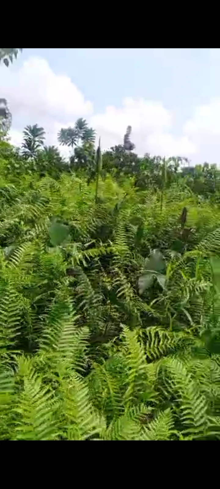 Land for Sale in Asaba, Delta cover picture