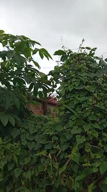 Land for Sale in Nsukka, Enugu - Image 5
