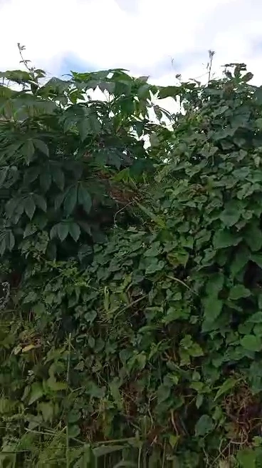 Land for Sale in Nsukka, Enugu - Image 3