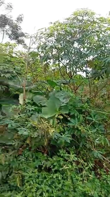Land for Sale in Nsukka, Enugu - Image 2