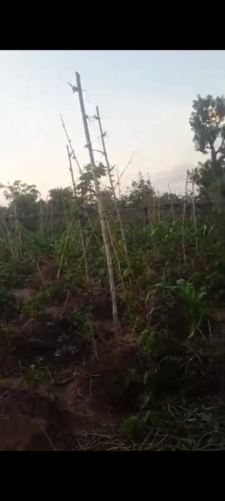 Land for Sale in Ogbonecheagu, Enugu - Image 1