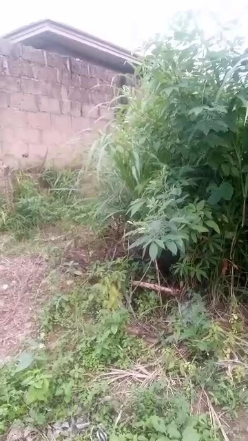 Land for Sale in Transekulu, Enugu cover picture