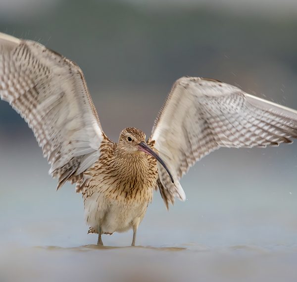 Spotkanie z „rzadkościami” – fotowyprawa. Część druga – Canon 600mm F4 L IS USM II