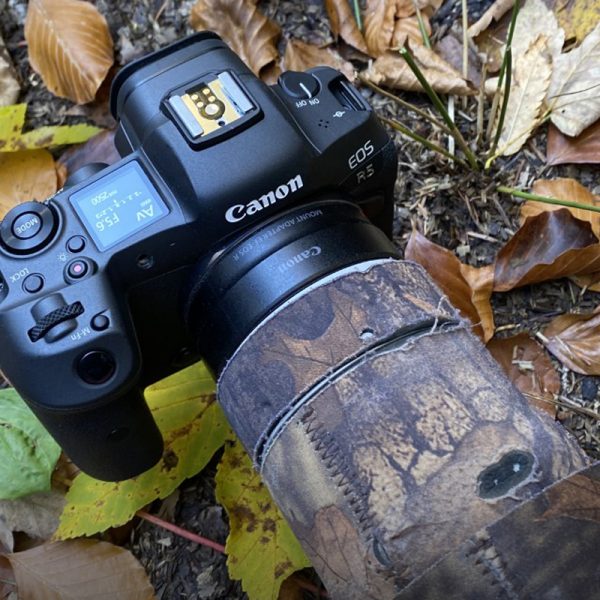 Canon EOS R5 w asyście Canon EF 600mm f/4 L IS II USM – test aparatu – część pierwsza
