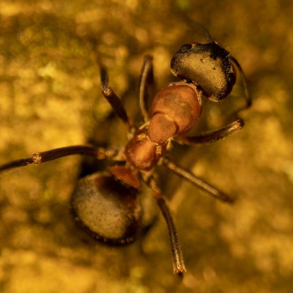 Sony A6500 + Laowa 24mm F14 2X Macro Probe
