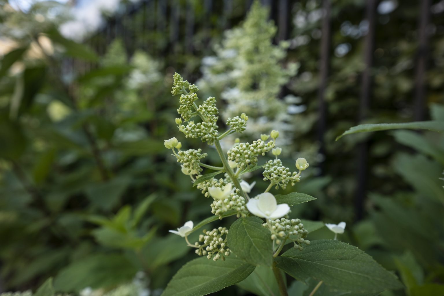 Sigma 24mm F1.4 DG DN Art L-Mount i Panasonic Lumix S1R