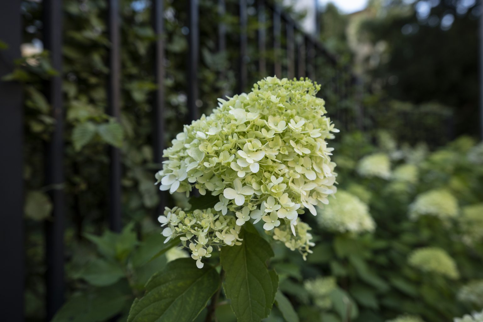 Sigma 24mm F1.4 DG DN Art L-Mount i Panasonic Lumix S1R