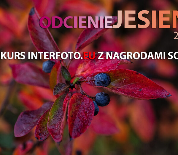 Wyniki konkursu InterFoto.eu “Odcienie Jesieni 2022”