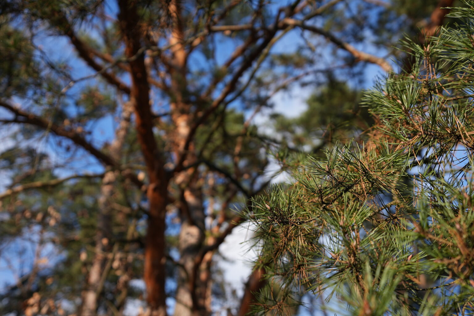 Sony A7S III + Tamron 20-40mm F2.8 Di III VXD prosto z aparatu
