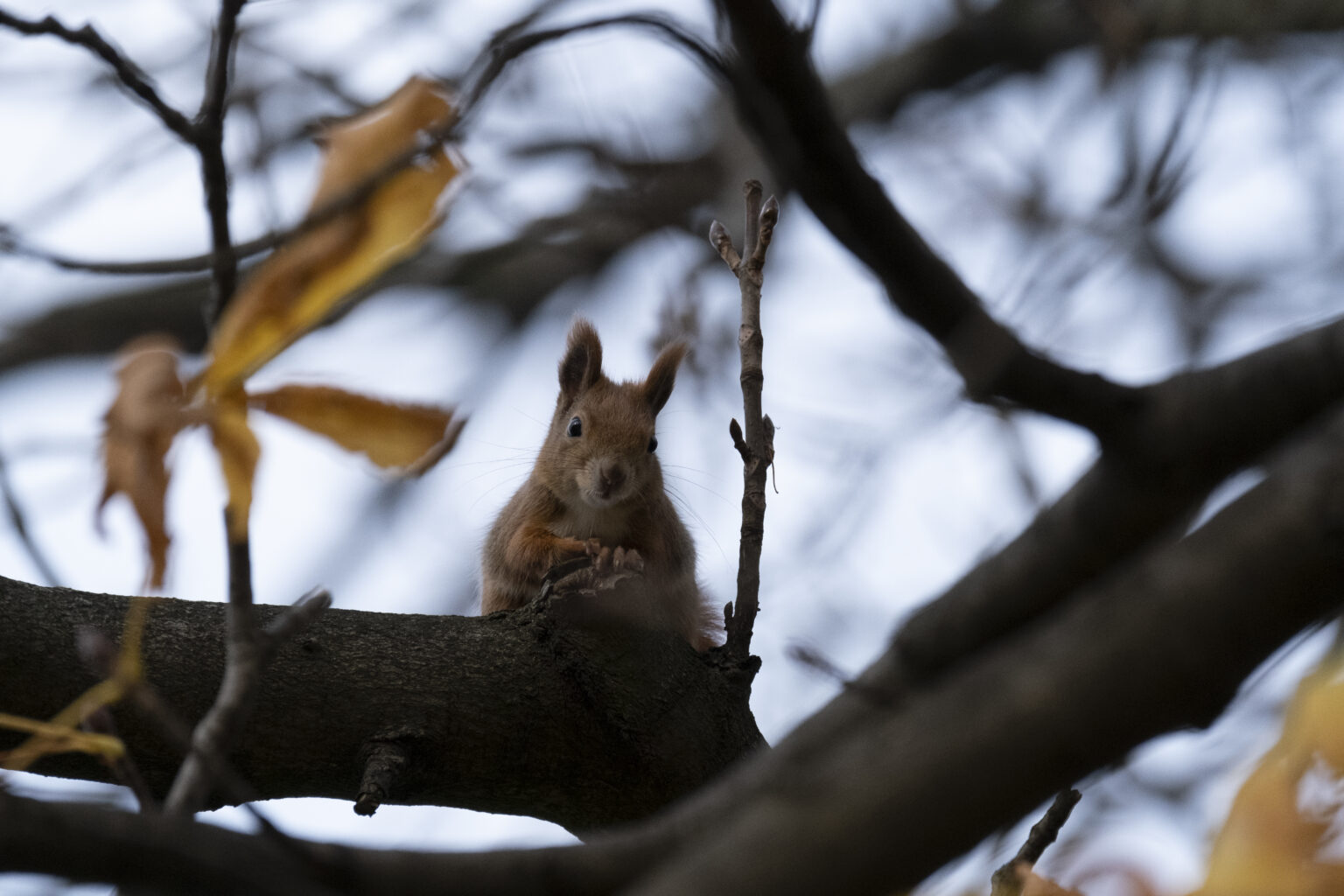 Tamron 150-500mm F5-6.7 Di III VC VXD w mocowaniu Fujifilm X
