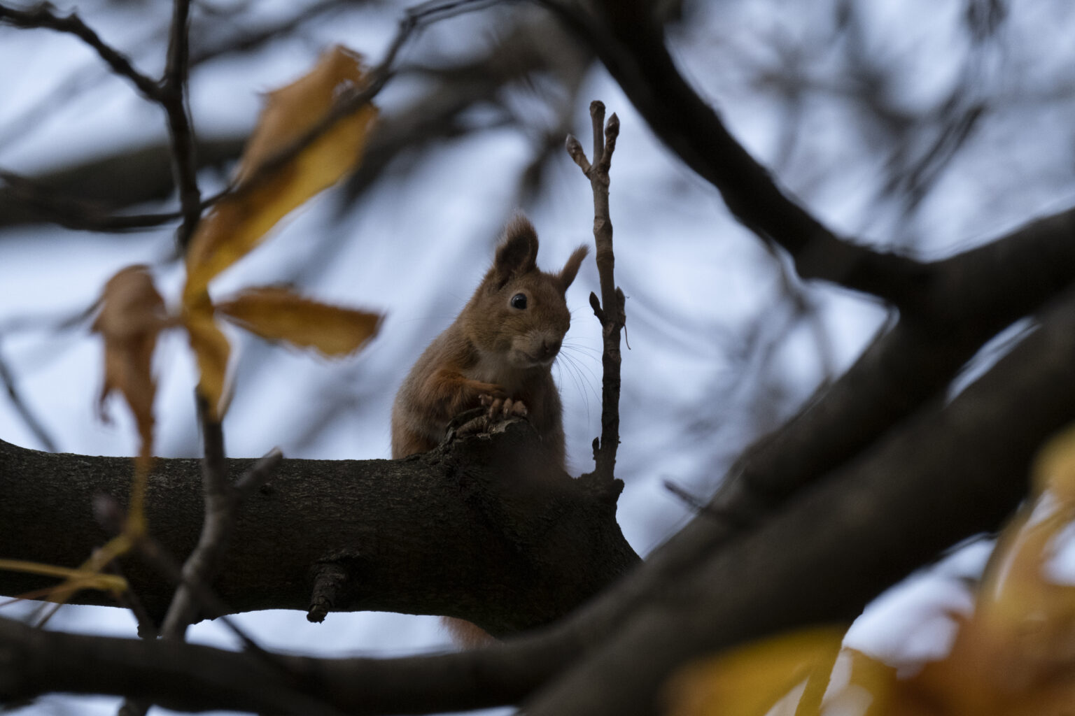 Tamron 150-500mm F5-6.7 Di III VC VXD w mocowaniu Fujifilm X