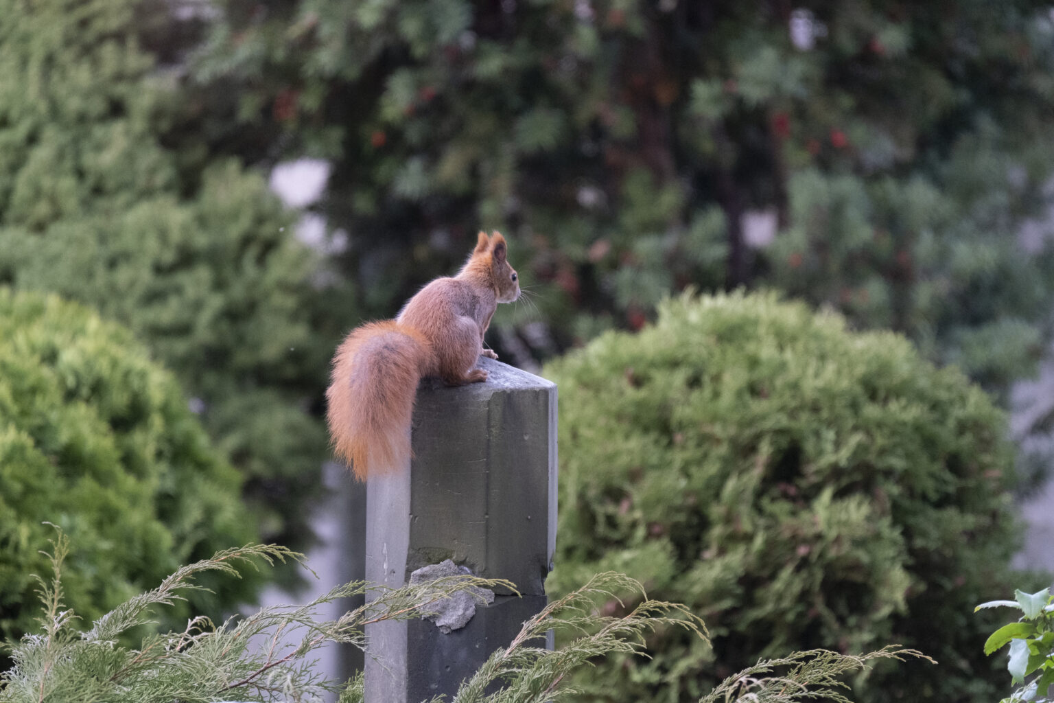 Tamron 150-500mm F5-6.7 Di III VC VXD w mocowaniu Fujifilm X
