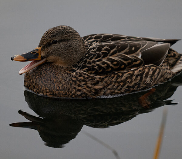 Sigma 60-600mm F4.5 6.3 DG DN OS L Mount Wyróżniające