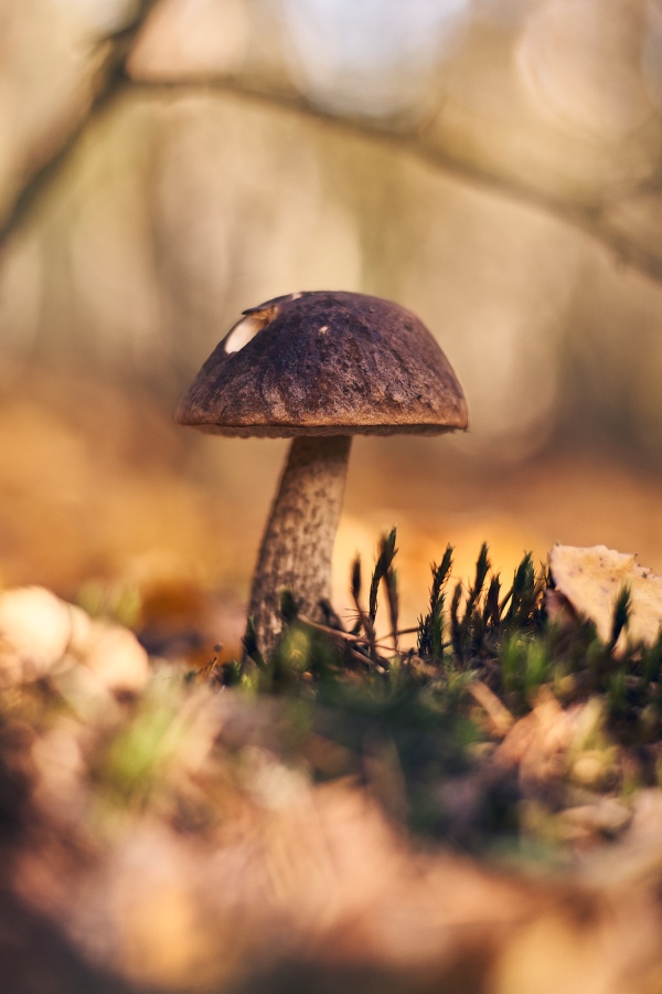 Konkodcjes Interfoto220