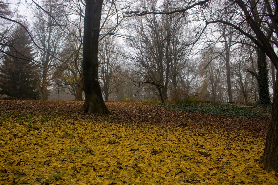 Konkodcjes Interfoto236