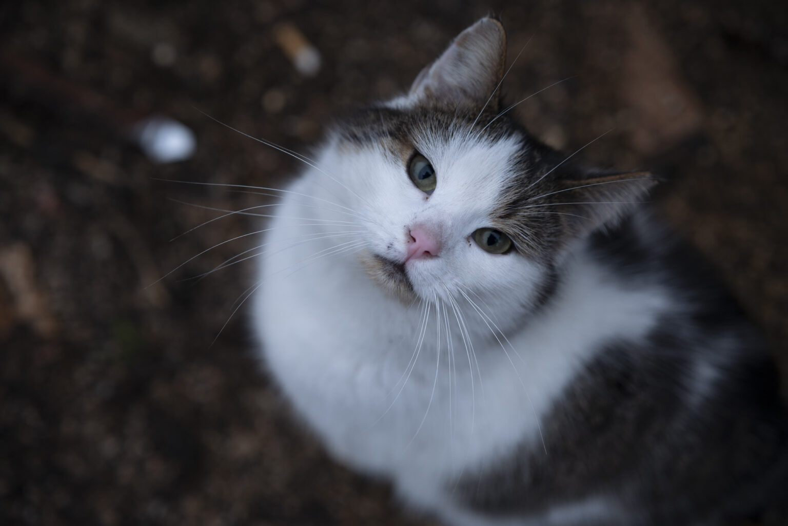 Sigma 50mm F1.4 DG DN | Art + Panasonic Lumix S1R - zdjęcia przykładowe