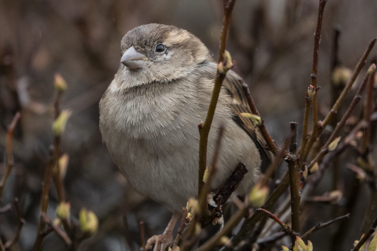 Ptactwo warszawskie - Sony DSC RX10 Mark IV 500-600mmm